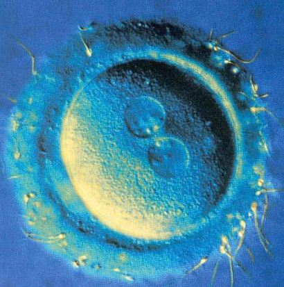 cellula